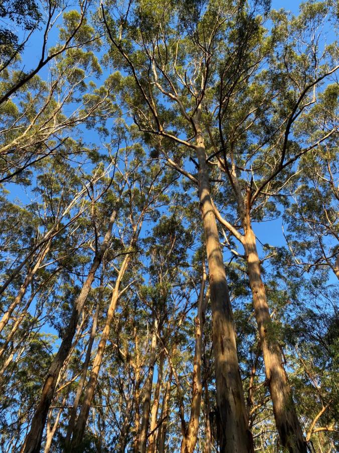 Karri Tree Apartment